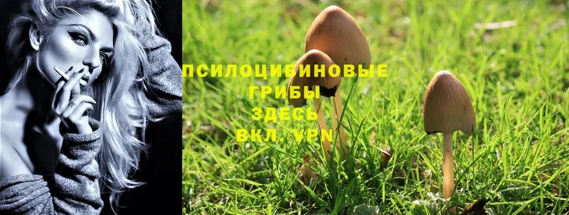 Галлюциногенные грибы Psilocybe  blacksprut маркетплейс  Лысково  наркота 